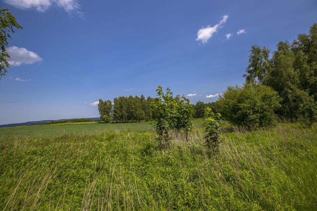 Działka z WZ siedliskowa 46 ar – Strzyżów okolice - zdjęcie 6