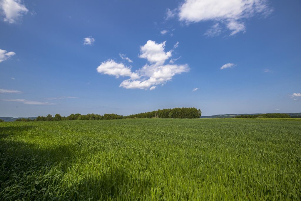 Działka z WZ siedliskowa 46 ar – Strzyżów okolice - zdjęcie 12