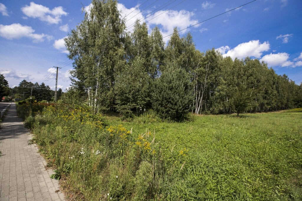 Działka 81 ar z lasem | WZ w toku | Rakszawa - zdjęcie 7