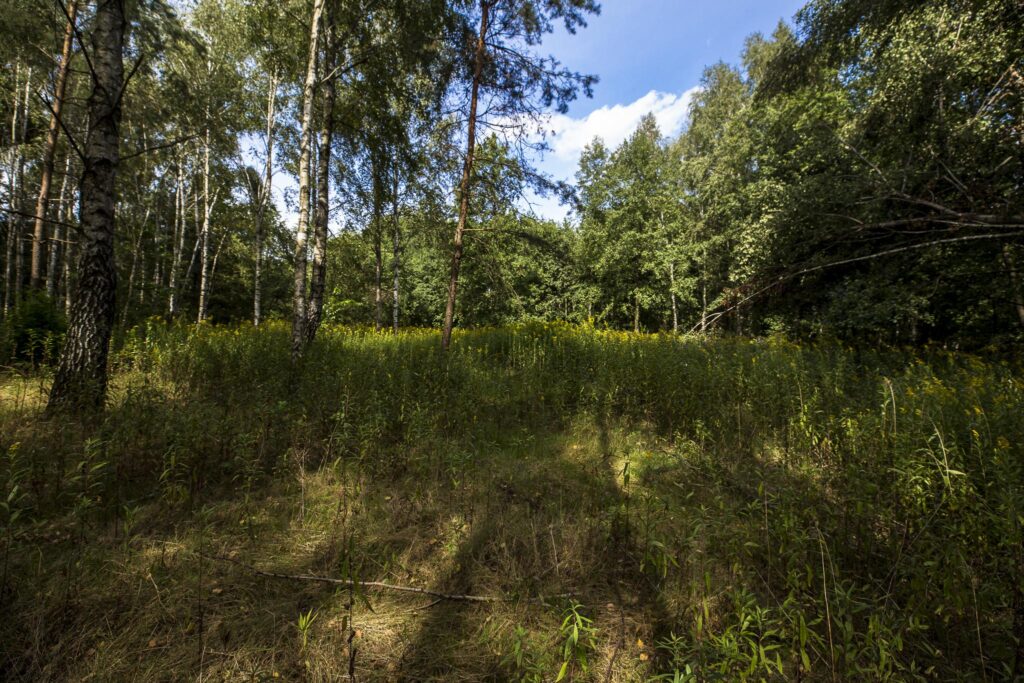 Działka 81 ar z lasem | WZ w toku | Rakszawa - zdjęcie 8