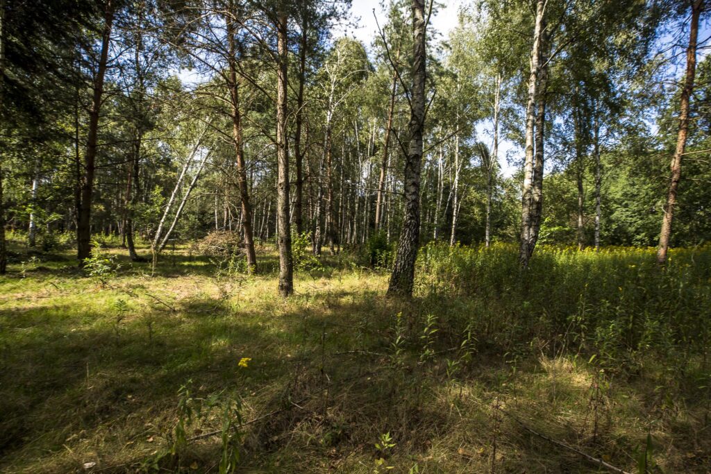 Działka 81 ar z lasem | WZ w toku | Rakszawa - zdjęcie 5