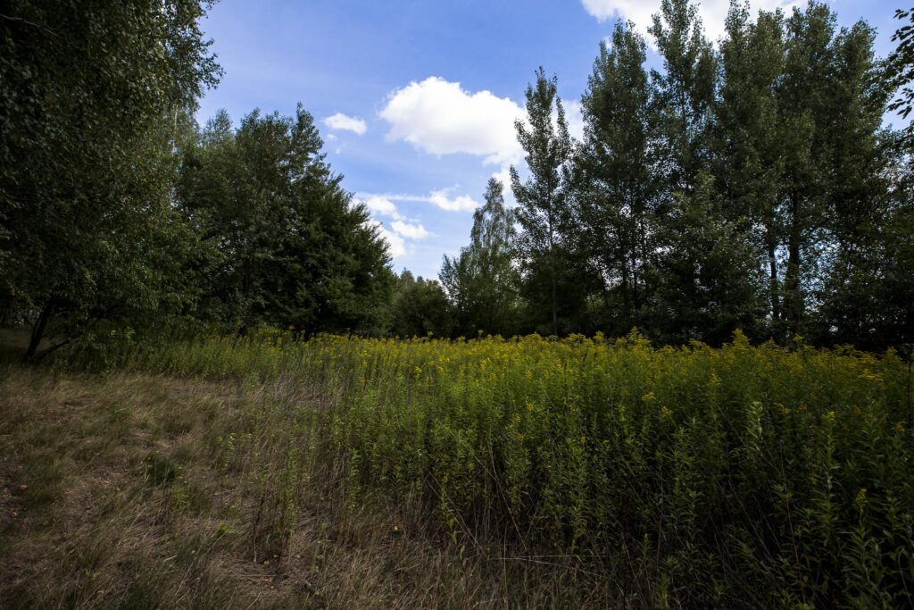 Działka 81 ar z lasem | WZ w toku | Rakszawa - zdjęcie 10