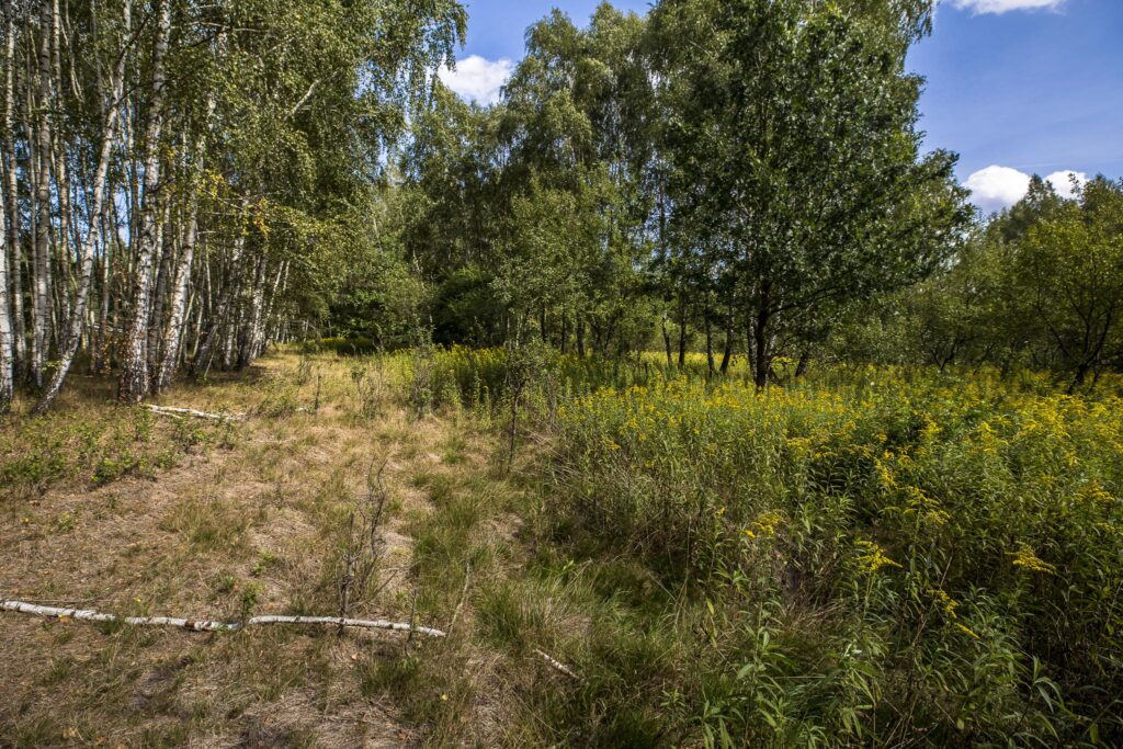 Działka 81 ar z lasem | WZ w toku | Rakszawa - zdjęcie 9