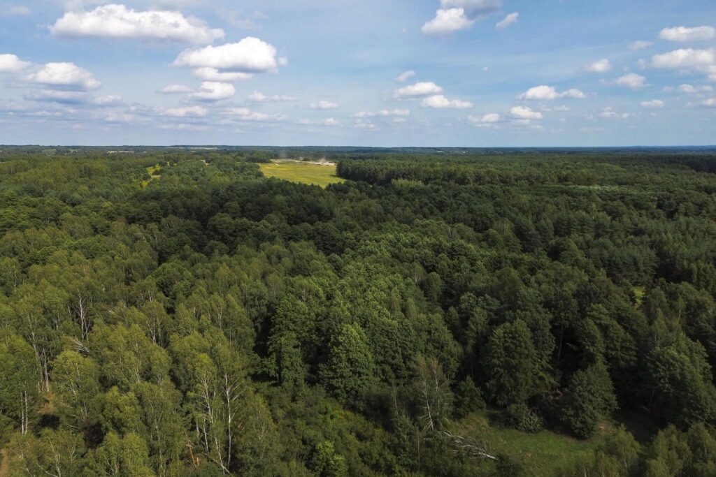 Działki leśne 19 ar – Rakszawa, Potok - zdjęcie 2