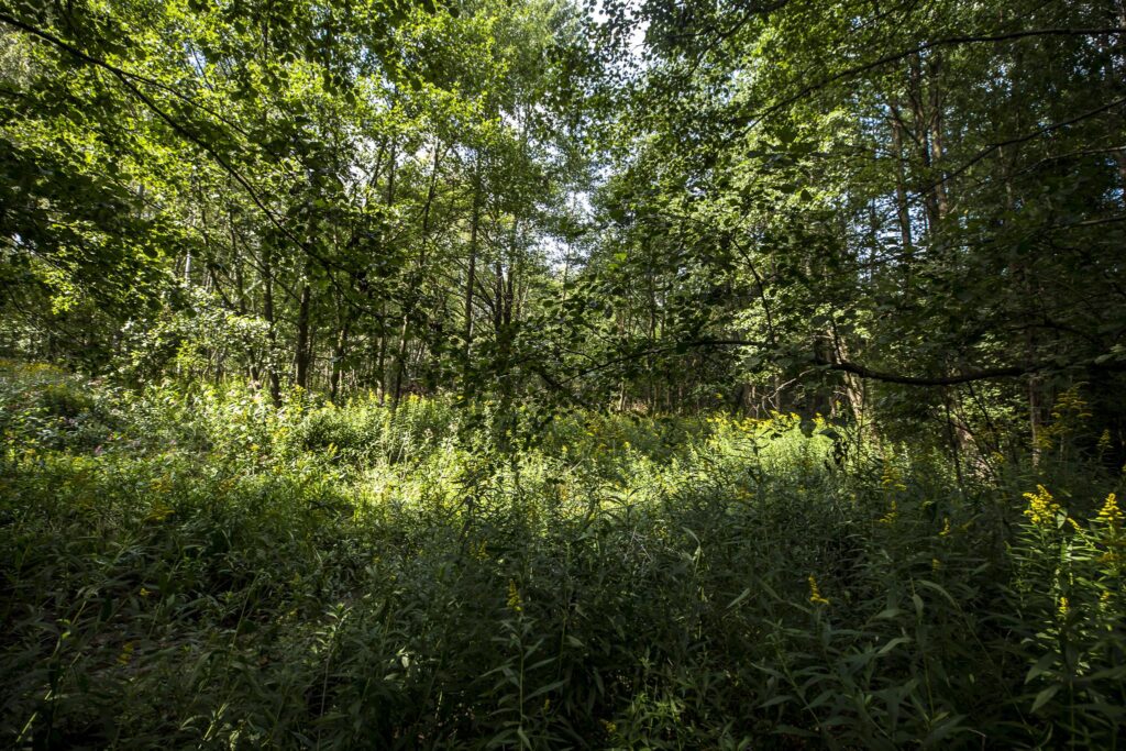 Działki leśne 19 ar – Rakszawa, Potok - zdjęcie 7