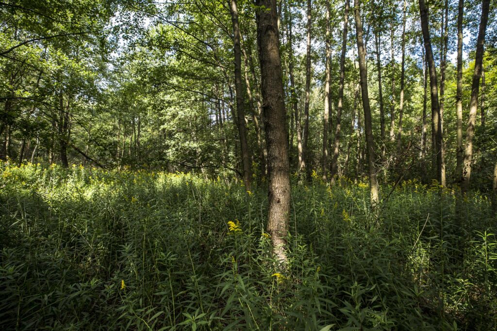 Działki leśne 19 ar – Rakszawa, Potok - zdjęcie 5