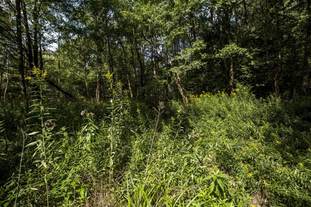 Działki leśne 19 ar – Rakszawa, Potok - zdjęcie 8