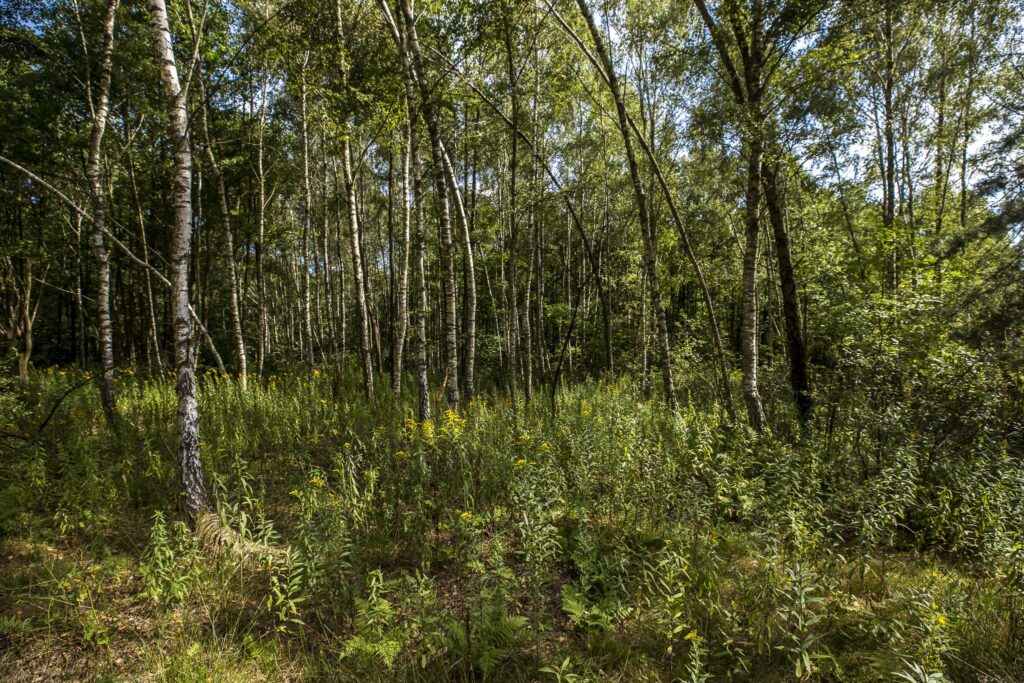 Działki leśne 19 ar – Rakszawa, Potok - zdjęcie 6