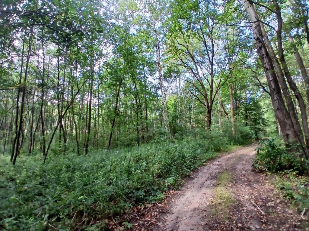 Działki leśne 19 ar – Rakszawa, Potok - zdjęcie 1