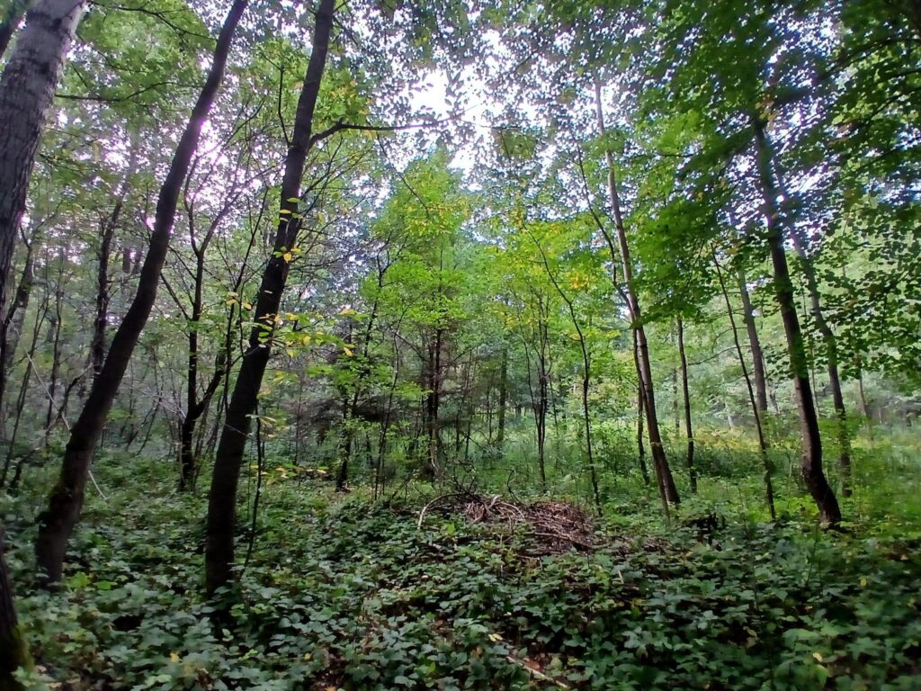 Działki leśne 19 ar – Rakszawa, Potok - zdjęcie 3