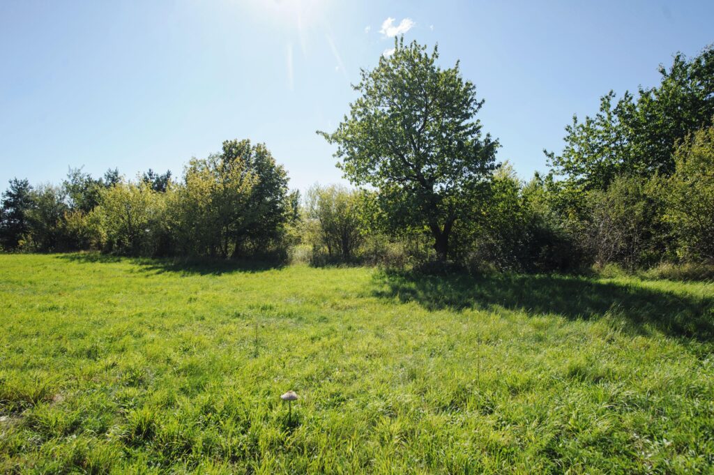 Łazieniec działka z planem i możliwością podziału - zdjęcie 3