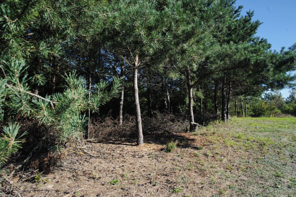 Łazieniec działka z planem i możliwością podziału - zdjęcie 9