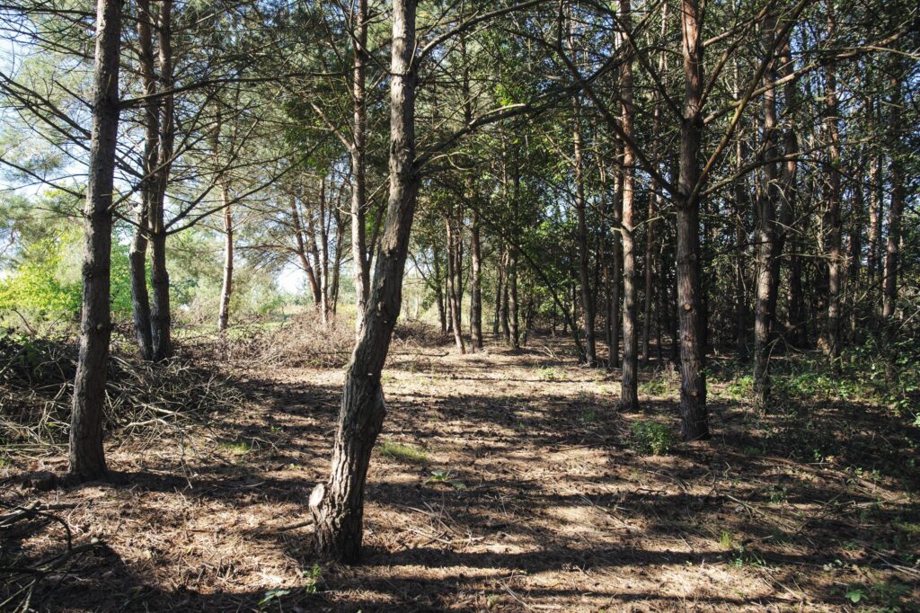 Łazieniec działka z planem i możliwością podziału - zdjęcie 11
