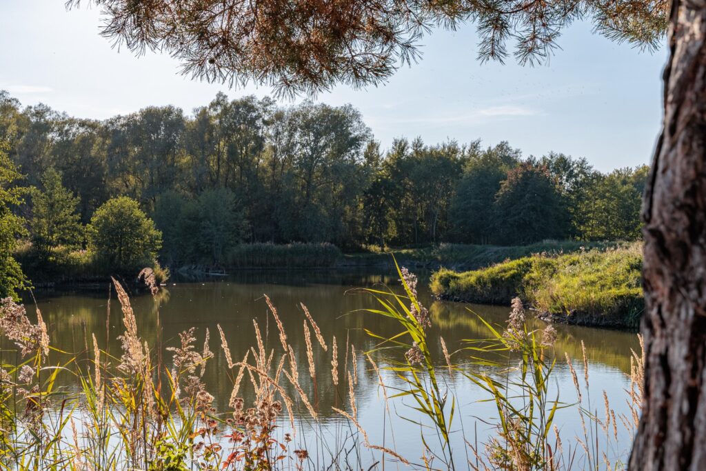 Piękna działka budowlana Sokule - zdjęcie 14