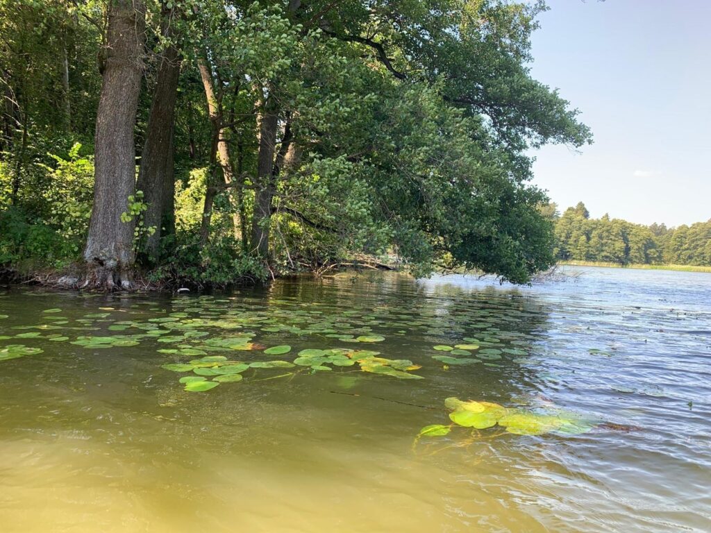 Dom w Tymawie blisko lasu z sauną i dużą działką - zdjęcie 27
