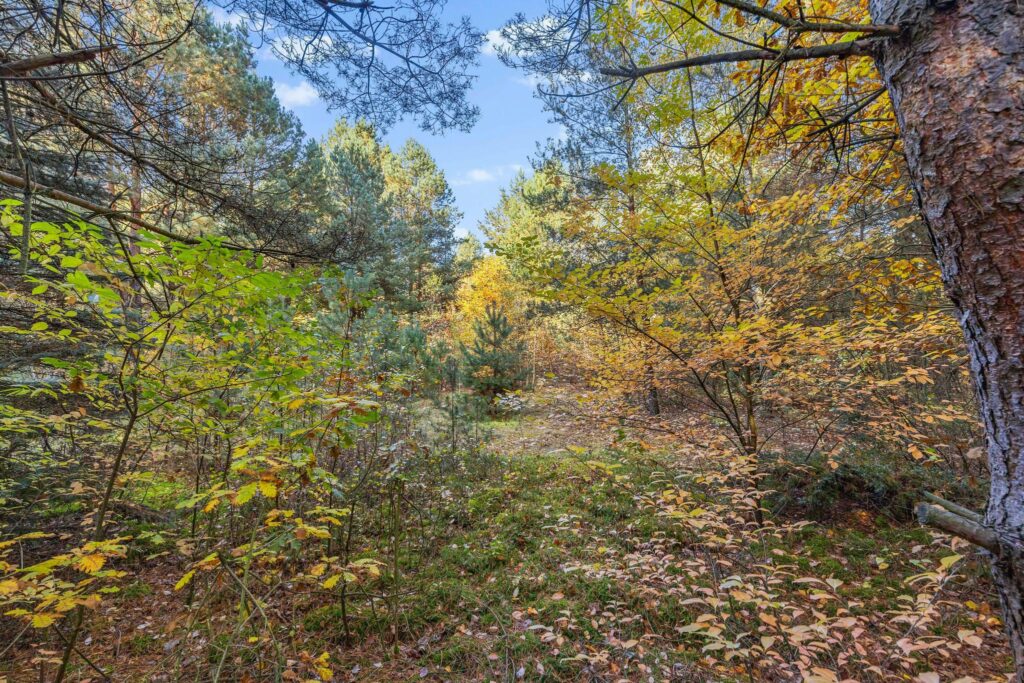 Działka budowlana Serock 1000 m² Zegrze - zdjęcie 5