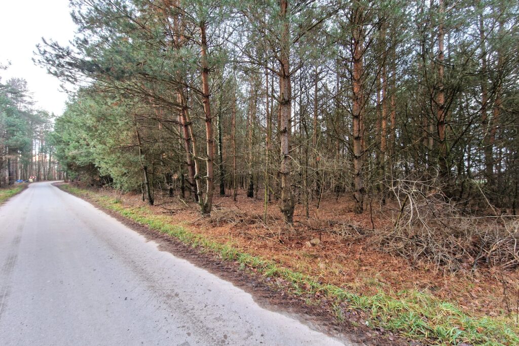 Działka leśna 6000 m2 w Mejznerzynie - zdjęcie 3