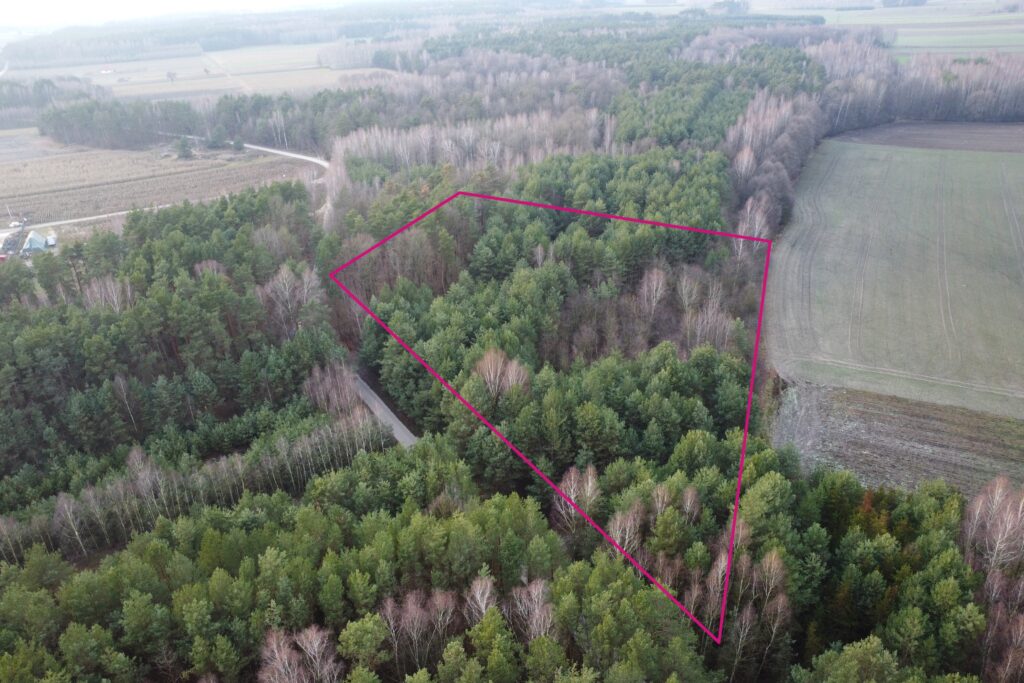 Działka leśna 6000 m2 w Mejznerzynie - zdjęcie 4