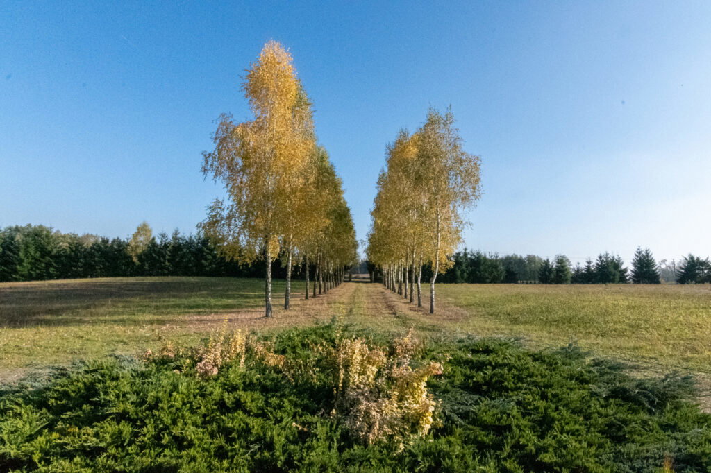 Dworek z dużą działką blisko lasu i jeziora - zdjęcie 27