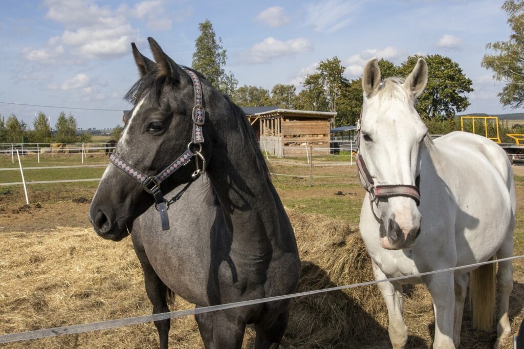 Wyjątkowa nieruchomość, stajnia 1,5763 ha - Bartki - zdjęcie 21