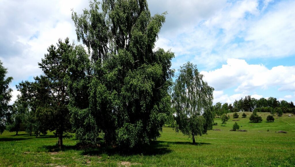 Działki pod budowę Szkotowo - zdjęcie 23