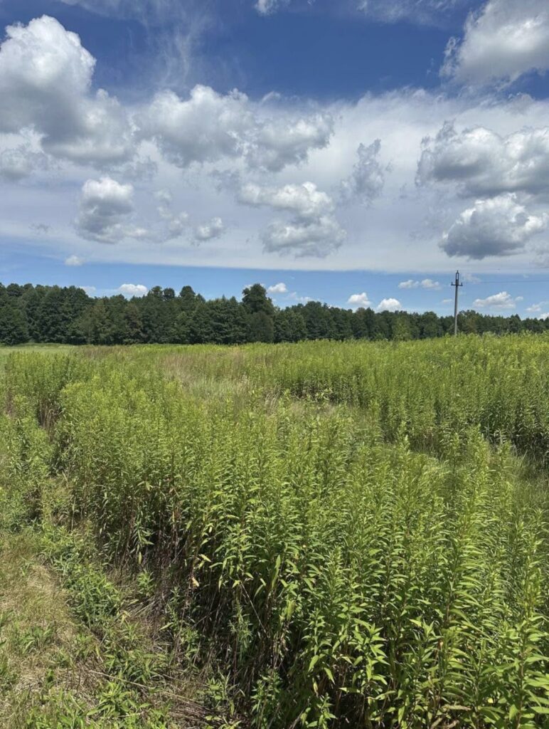 Działka budowlana 1000 m² blisko lasu. Murów - zdjęcie 1
