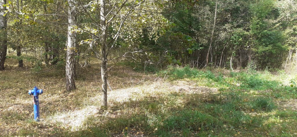 Działka z potencjałem – MIENIA (pow. 1,34 ha) + WZ - zdjęcie 2