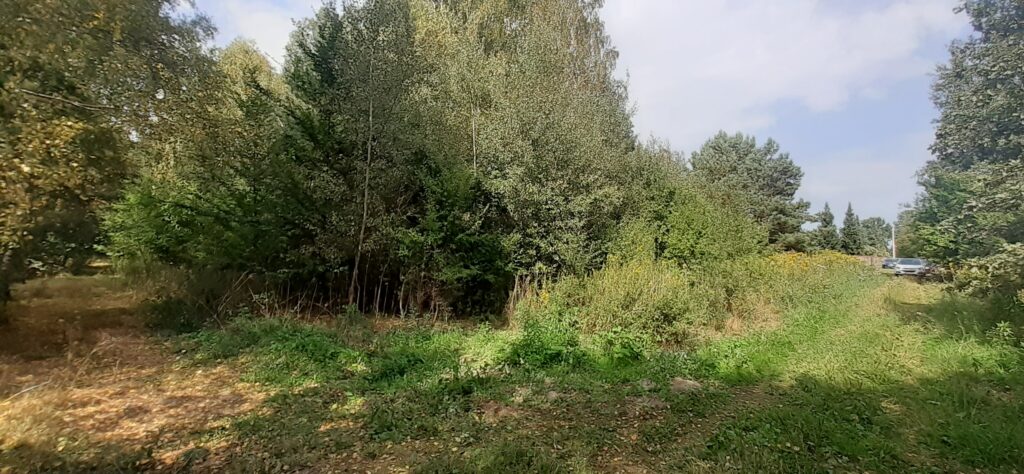 Działka z potencjałem – MIENIA (pow. 1,34 ha) + WZ - zdjęcie 3