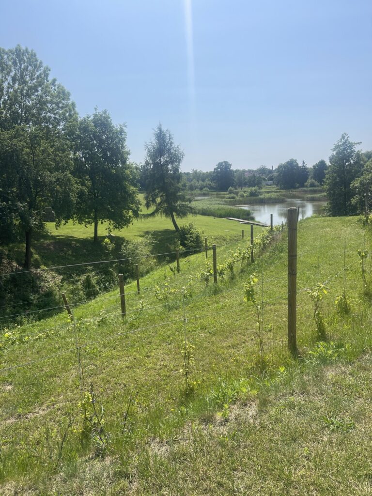 Centrum  6,5 ha Szprotawy / zabudowane/działki - zdjęcie 14