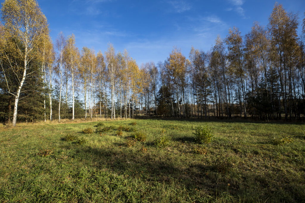 Działka 2883 m² przy lesie – Tarnobrzeg Ocice - zdjęcie 5