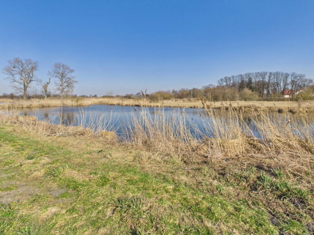 Działka 0,52 ha, gm.Borzechów - zdjęcie 12