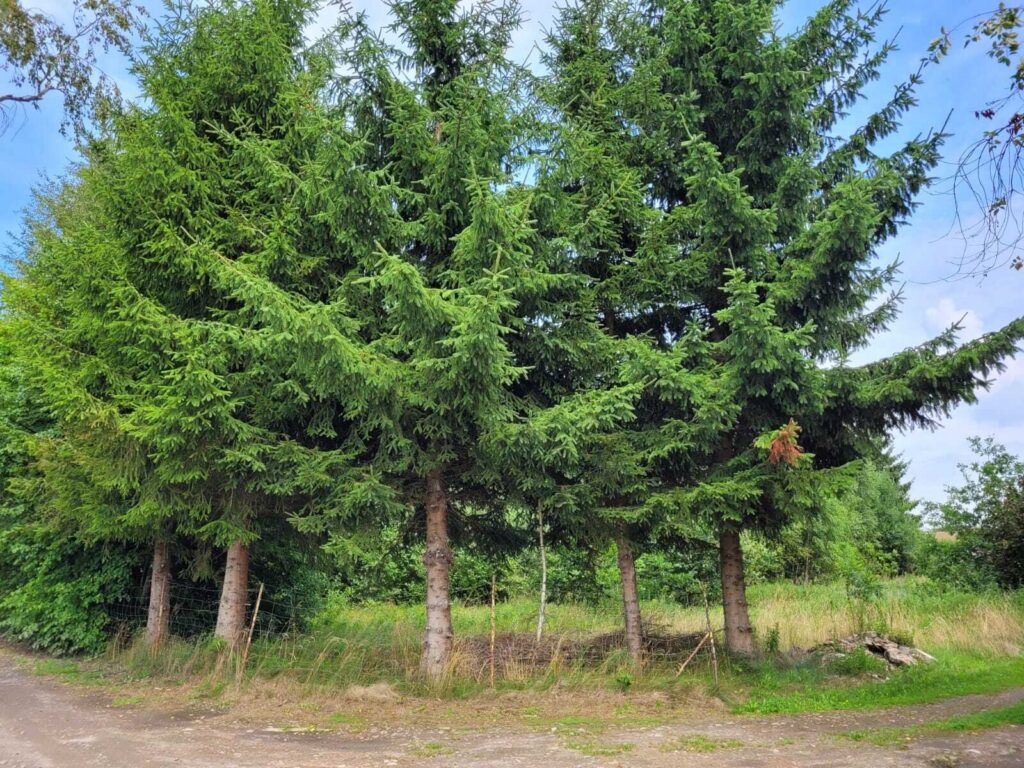 Działka z WZ  w otulinie natury – Kodrąbek 1607m2 - zdjęcie 1