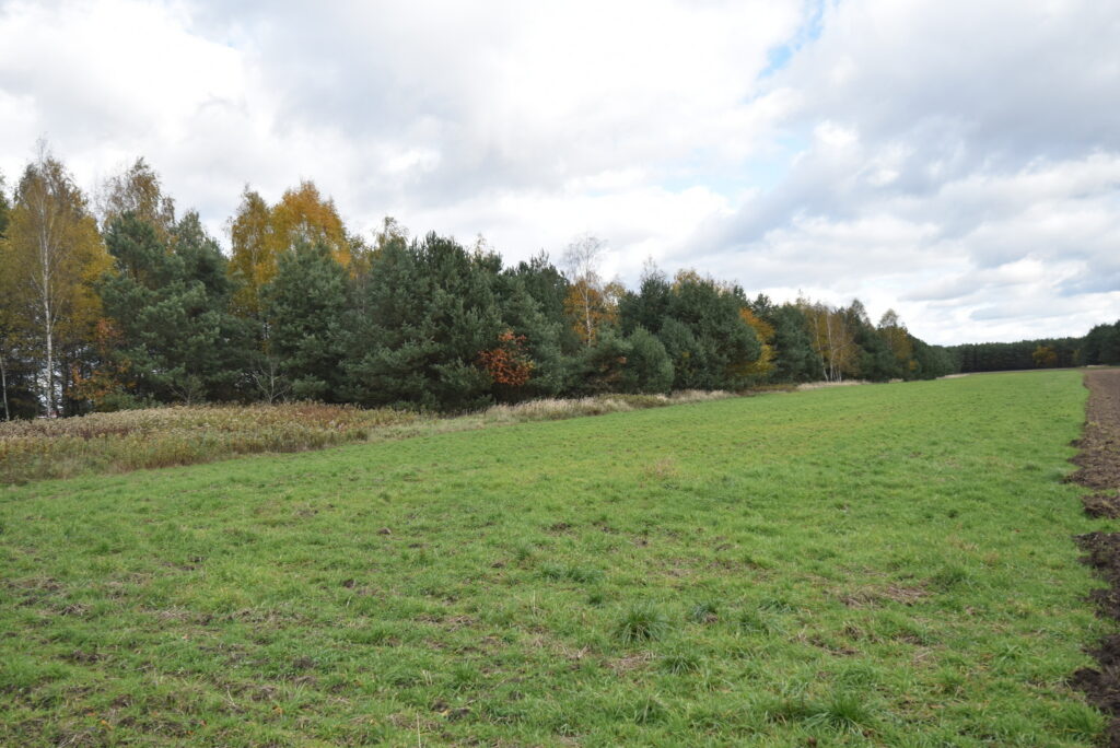 Dom 110 m2 , działka 75 arów, otoczenie lasów - zdjęcie 14