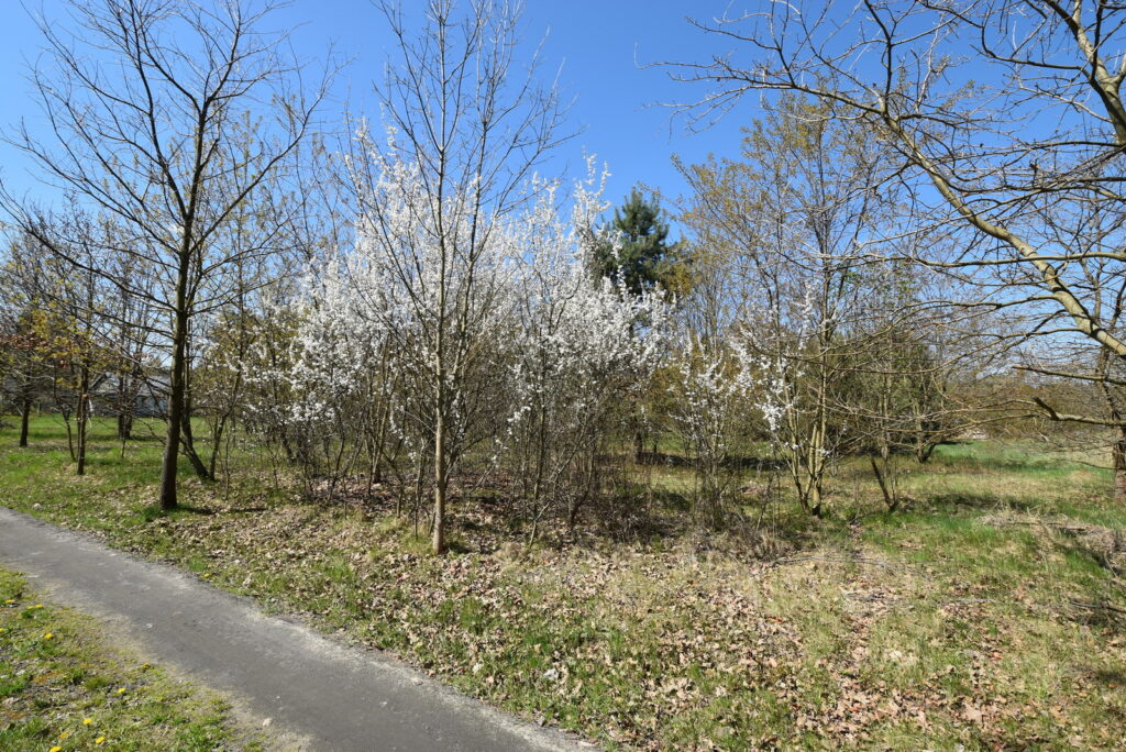Atrakcyjna działka pod dom 1434 m² Ostrowiec Św. - zdjęcie 8