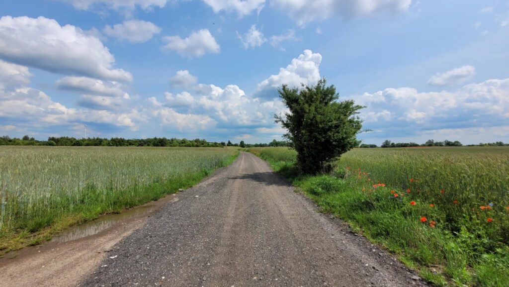 Działka przy lesie w  Radojewie. - zdjęcie 9