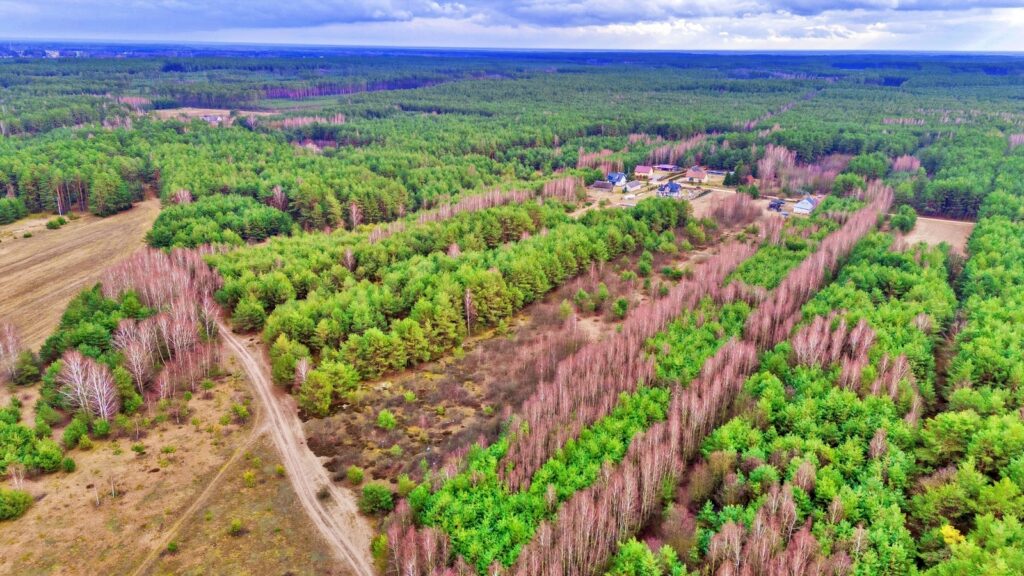 Działki w Kalinowie, Gmina Długosiodło - zdjęcie 19