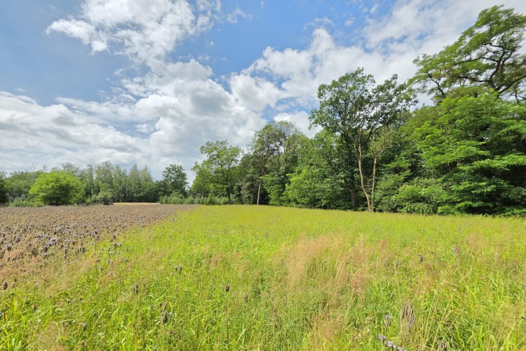 Działka budowlana z własnym lasem | 5804 m² | Hola - zdjęcie 5