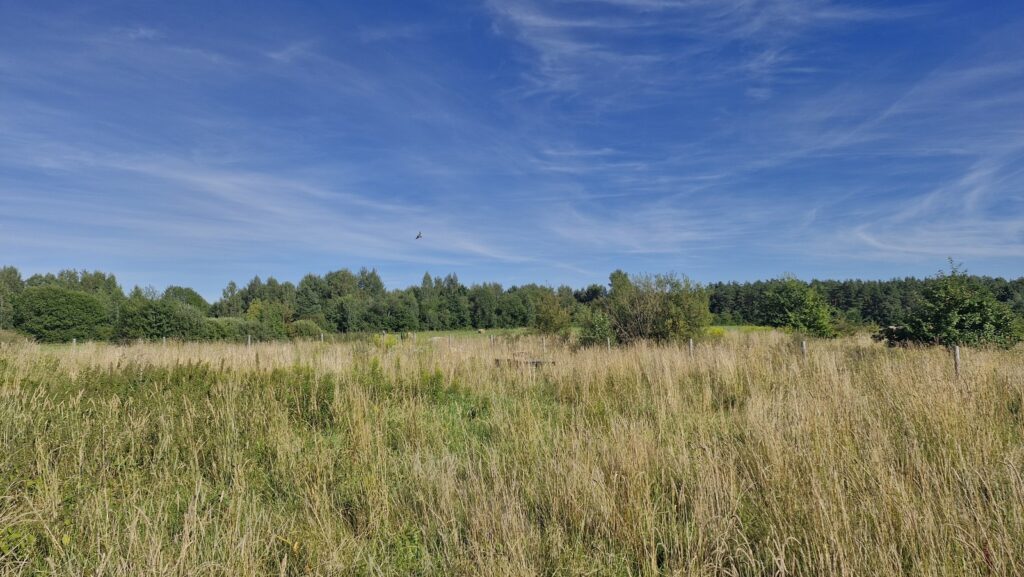 Działka 789 m² z pozwoleniem – Patryki - zdjęcie 14