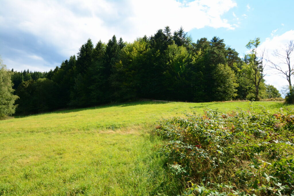 Działki 76 arów z potencjałem inwestycyjnym - zdjęcie 10