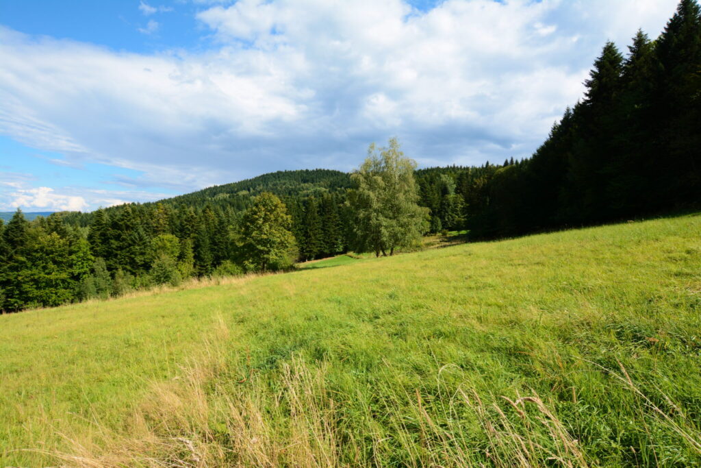 Działki 76 arów z potencjałem inwestycyjnym - zdjęcie 14