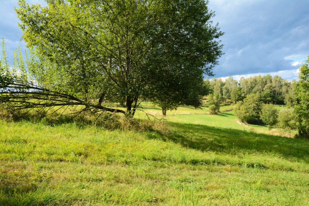 Działki 76 arów z potencjałem inwestycyjnym - zdjęcie 21