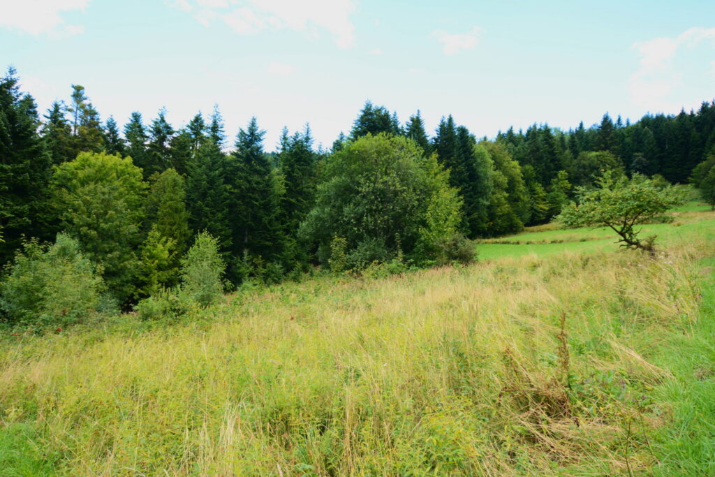 Działki 76 arów z potencjałem inwestycyjnym - zdjęcie 28