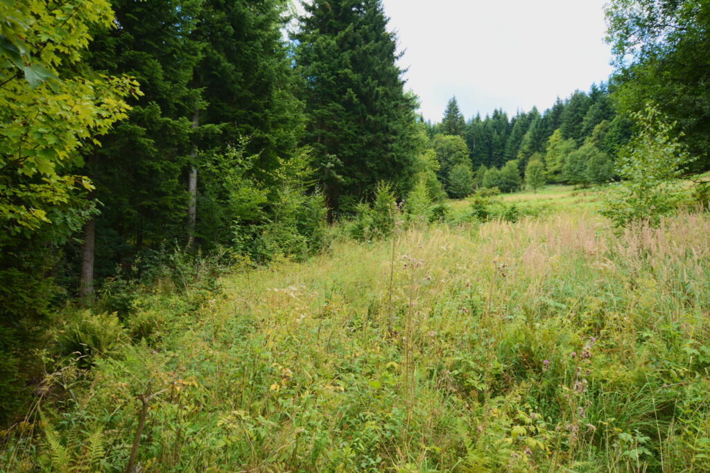 Działki 76 arów z potencjałem inwestycyjnym - zdjęcie 32